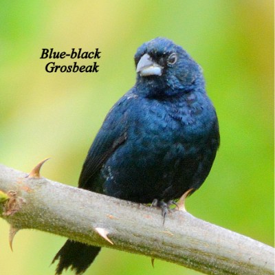 Blue-black Grosbeak